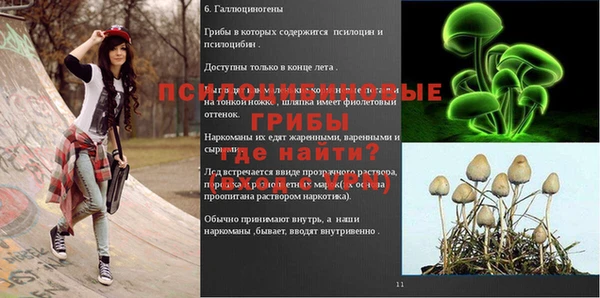 гашик Корсаков